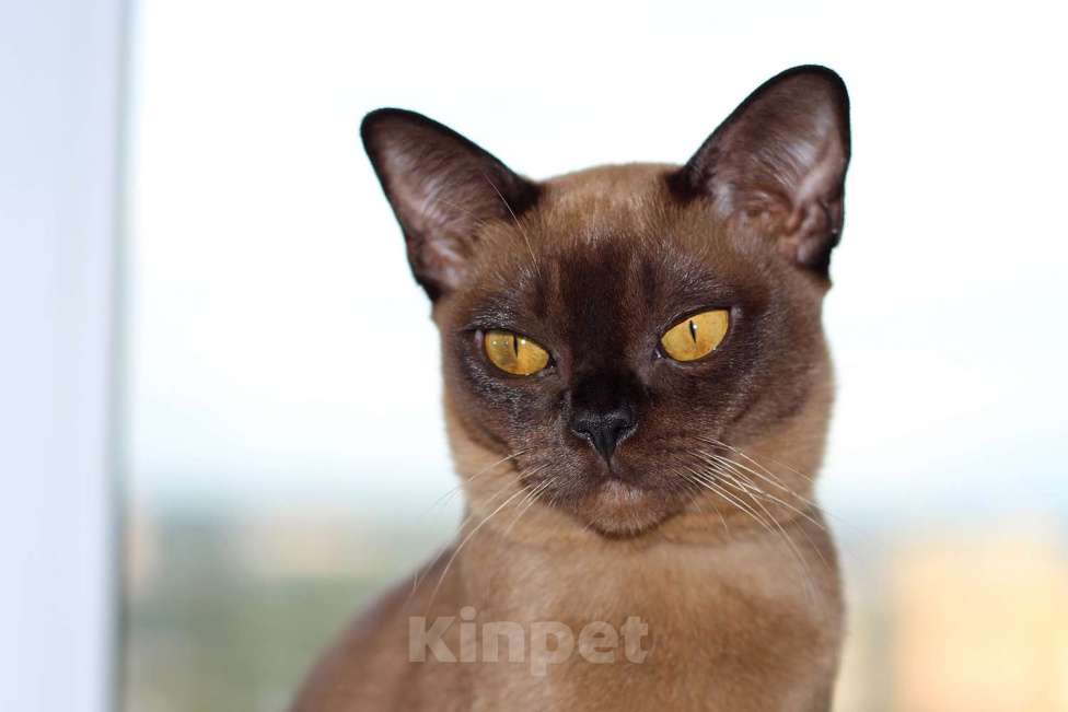 Кошки в Москве: Бурма - котята из питомника Мальчик, 90 000 руб. - фото 3