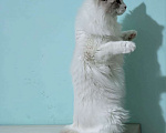 Кошки в Анапе: Котёнок породы рэгдолл Грэй  Мальчик, 20 000 руб. - фото 1