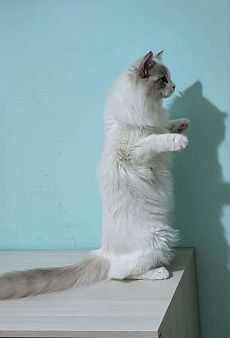 Объявление: Котёнок породы рэгдолл Грэй , 20 000 руб., Анапа