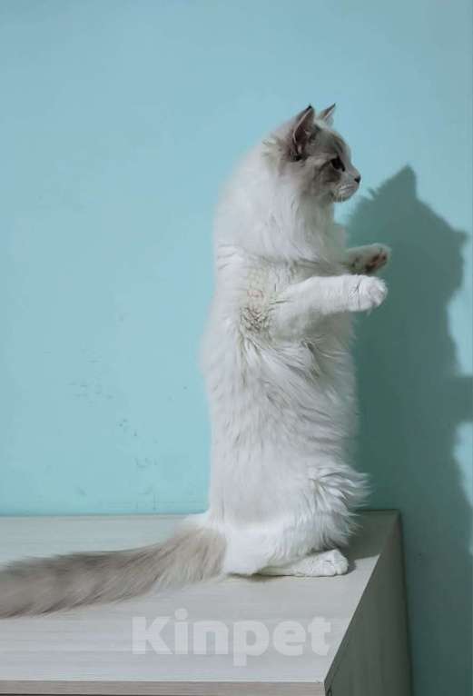 Кошки в Анапе: Котёнок породы рэгдолл Грэй  Мальчик, 20 000 руб. - фото 1