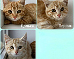 Кошки в Москве: Рыжикам нужен дом Девочка, Бесплатно - фото 1