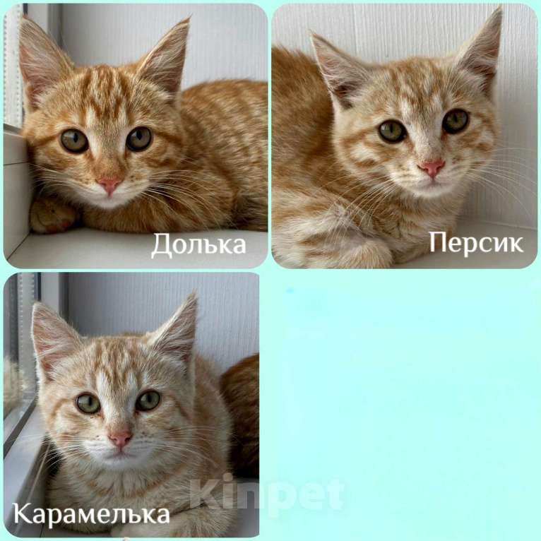 Кошки в Москве: Рыжикам нужен дом Девочка, Бесплатно - фото 1