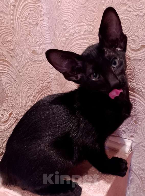 Кошки в Шахте: Продаю котят ориентальной породы  Девочка, 20 001 руб. - фото 6