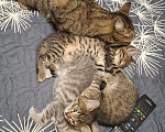 Кошки в Новокузнецке: Красивые котята Девочка, Бесплатно - фото 3