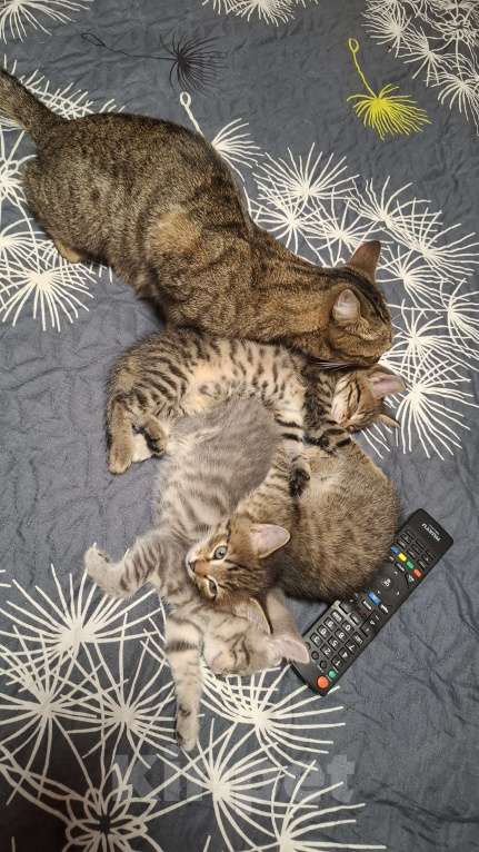 Кошки в Новокузнецке: Красивые котята Девочка, Бесплатно - фото 3