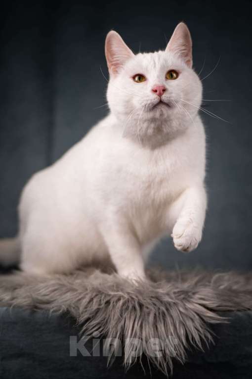 Кошки в Клине: Бьянка — красивейшая белоснежная кошечка Девочка, Бесплатно - фото 2