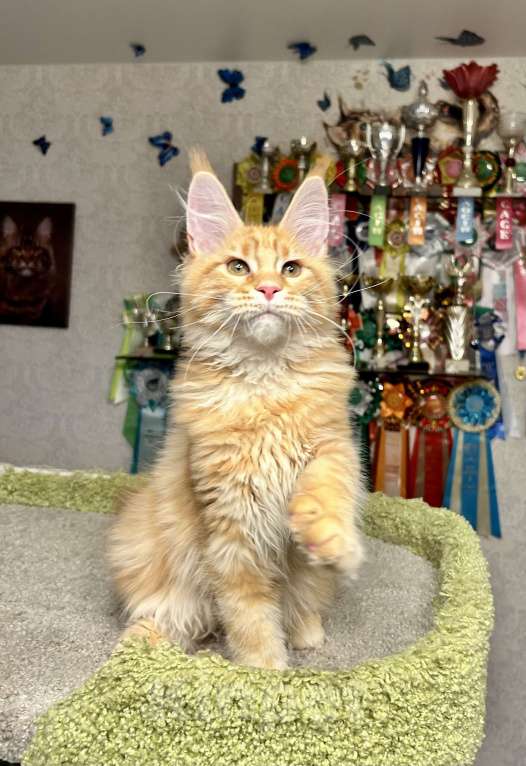 Кошки в Санкт-Петербурге: Кот мейн-кун Мальчик, 90 000 руб. - фото 2