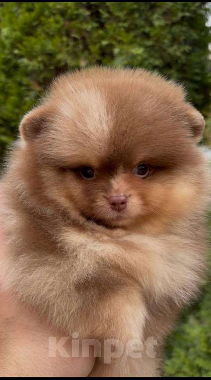 Собаки в Москве: Мини померанский шпиц премиум качества! Мальчик, 180 000 руб. - фото 1