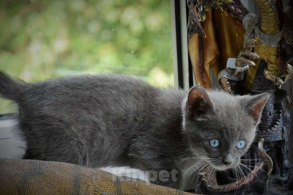 Кошки в Люберцах: Мальчишка программа DBE Мальчик, Бесплатно - фото 6