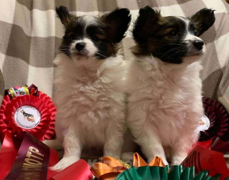 Собаки в Кириши: Щенок папийона Девочка, Бесплатно - фото 2