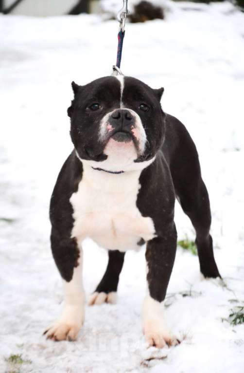 Собаки в Москве: Американский булли в добрые руки  Девочка, Бесплатно - фото 1