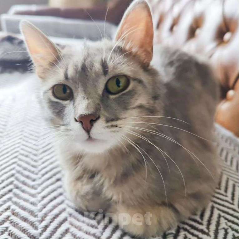 Кошки в Москве: Барселону не замечают, неужели улица? Девочка, Бесплатно - фото 4