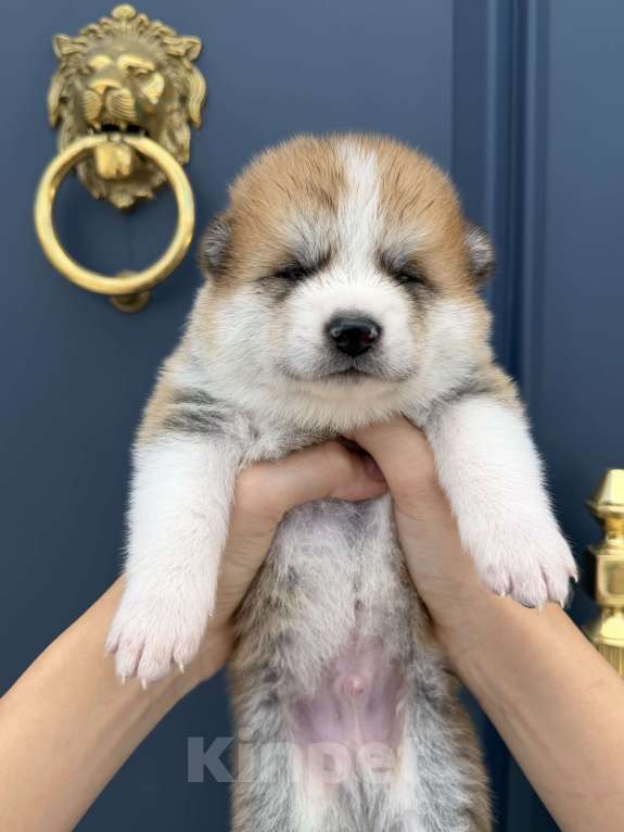 Собаки в других городах Ставропольского края: Продаю щенков Акита Ину Девочка, Бесплатно - фото 6