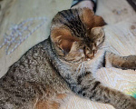 Кошки в Ростове-на-Дону: Британская короткошёрстная кошка Девочка, Бесплатно - фото 6