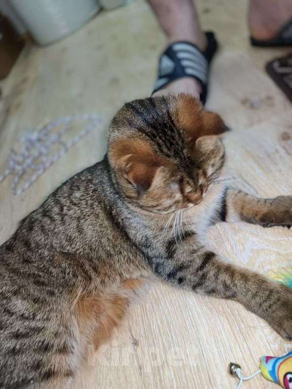 Кошки в Ростове-на-Дону: Британская короткошёрстная кошка Девочка, Бесплатно - фото 6