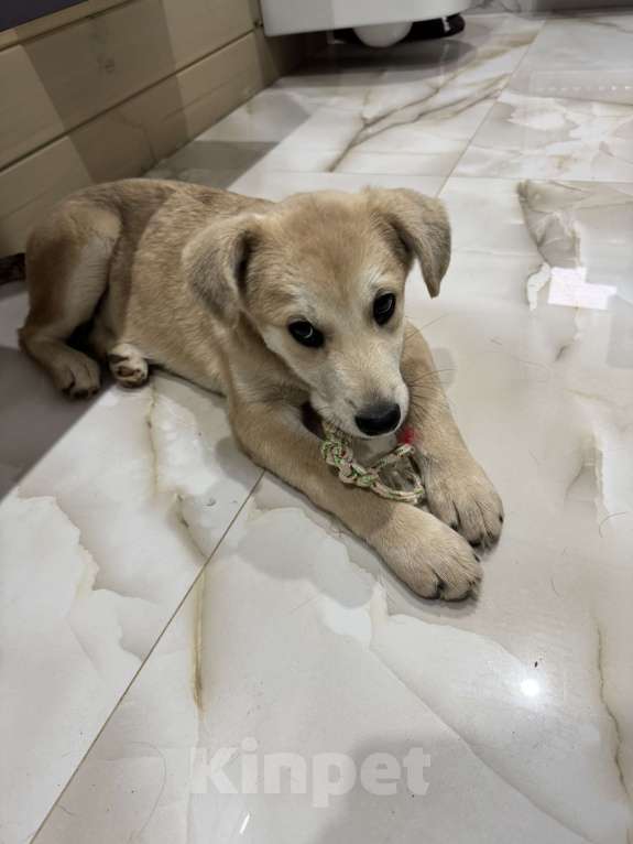 Собаки в Москве: Щенок, оставленный в ливень на остановке, ищет дом Мальчик, Бесплатно - фото 3