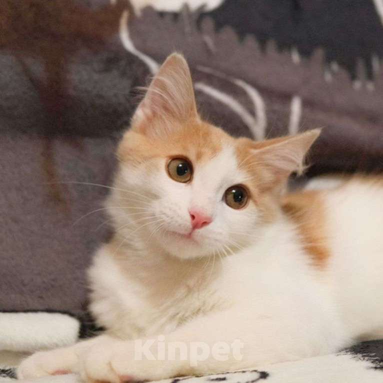 Кошки в Москве: Маленький бело-рыжий котик в поисках своей семьи 🤍 Мальчик, Бесплатно - фото 2