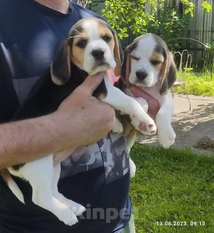 Собаки в Балашихе: Лана Девочка, 30 000 руб. - фото 7