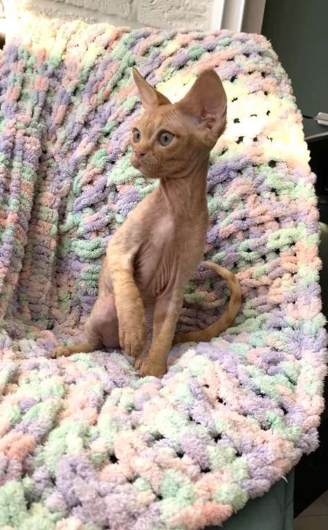 Кошки в Анапе: Котенок Девон Рекс Мальчик, 40 000 руб. - фото 5