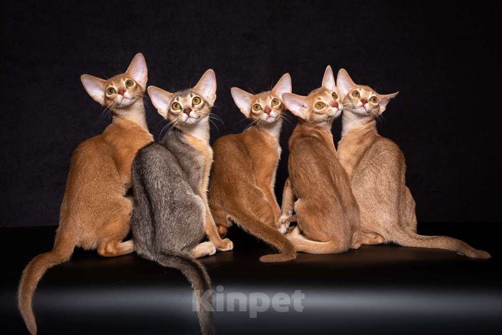 Кошки в Москве: Абиссиннский котёнок Wild siblings' Demetra с огромной любовью ко всему миру Девочка, Бесплатно - фото 7
