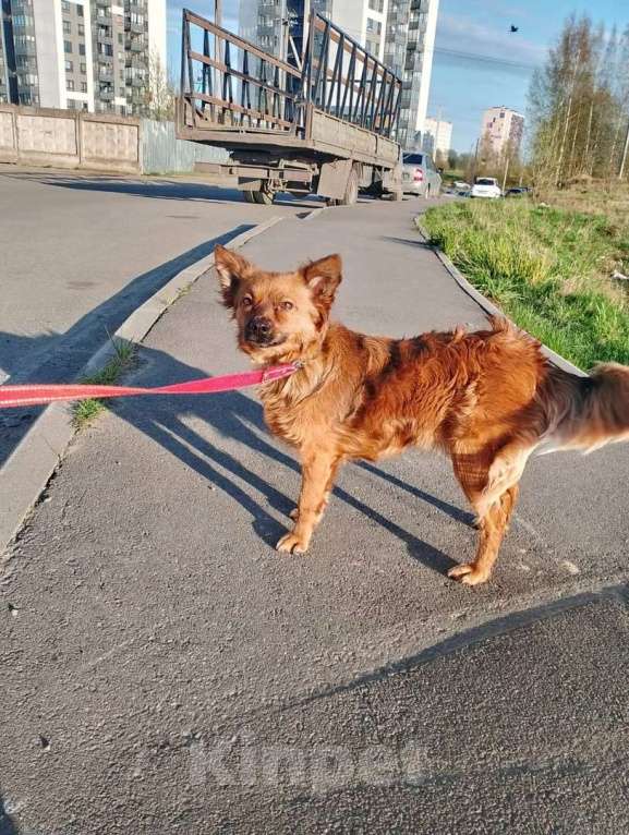 Собаки в Санкт-Петербурге: Маленькая рыжая собачка 8 кг ищет дом Девочка, Бесплатно - фото 9