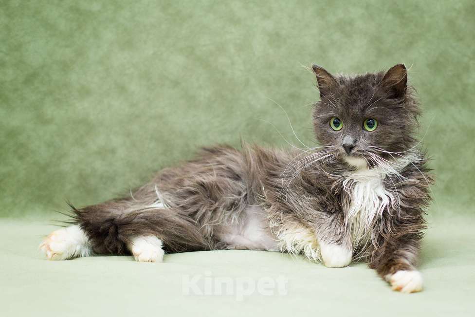 Кошки в Москве: Котенок в добрые руки Девочка, Бесплатно - фото 2