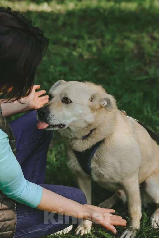 Собаки в Москве: Собака Бим из приюта в добрые руки Мальчик, Бесплатно - фото 4