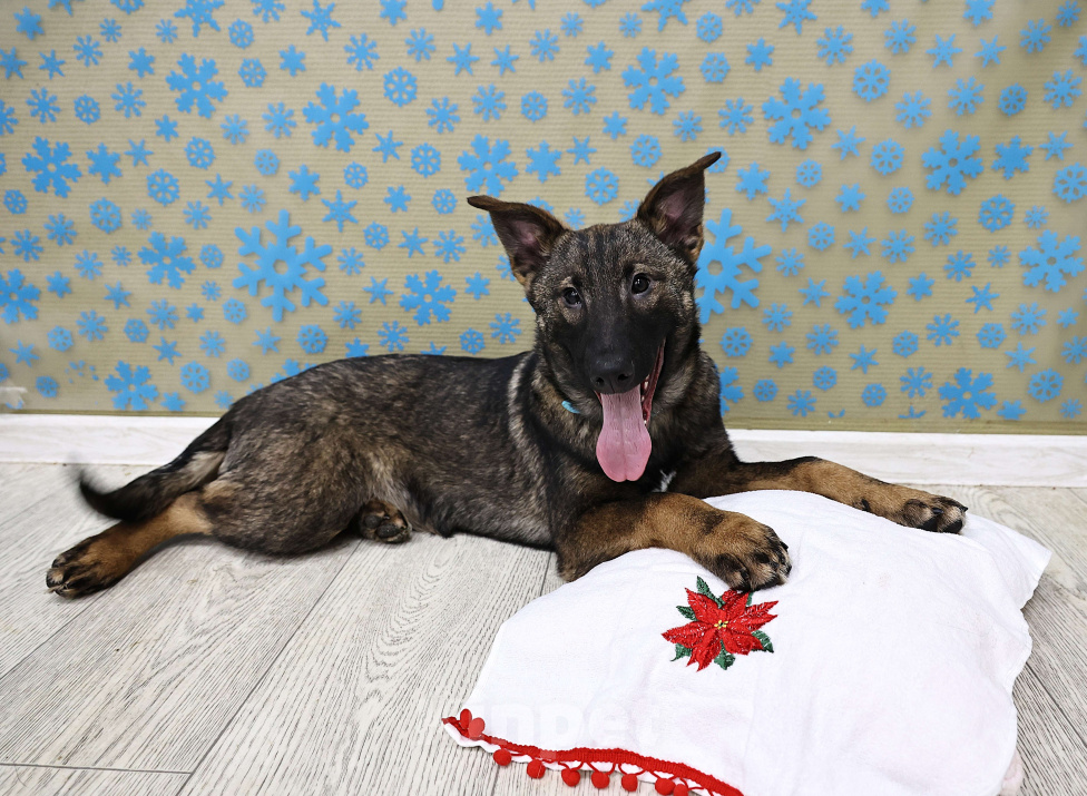 Собаки в Москве: Щенки бесплатно в Москве Девочка, Бесплатно - фото 4