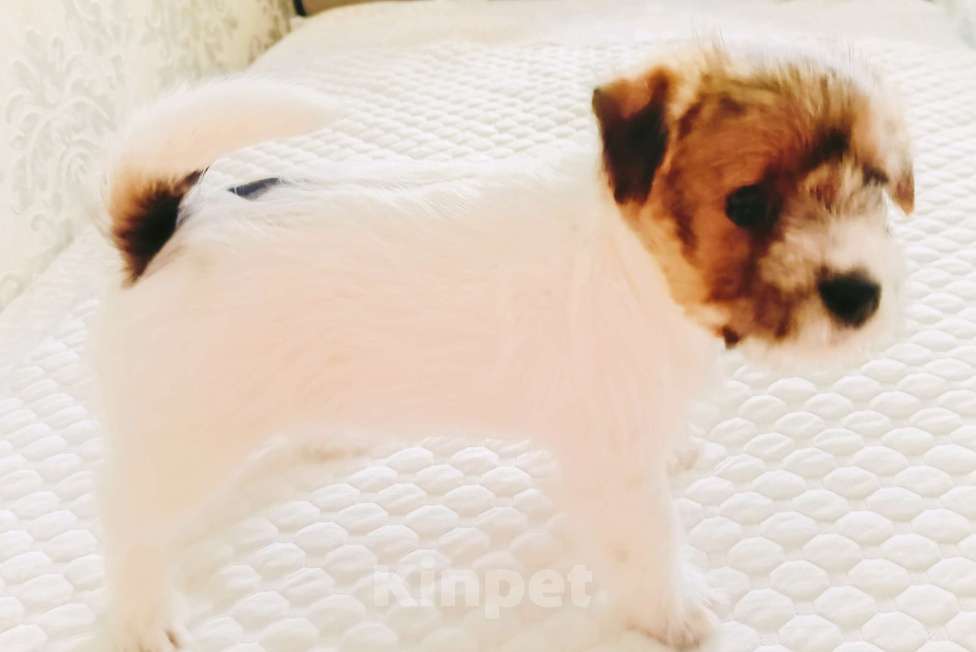 Собаки в Москве: Джек Рассел терьер Девочка, 25 000 руб. - фото 3