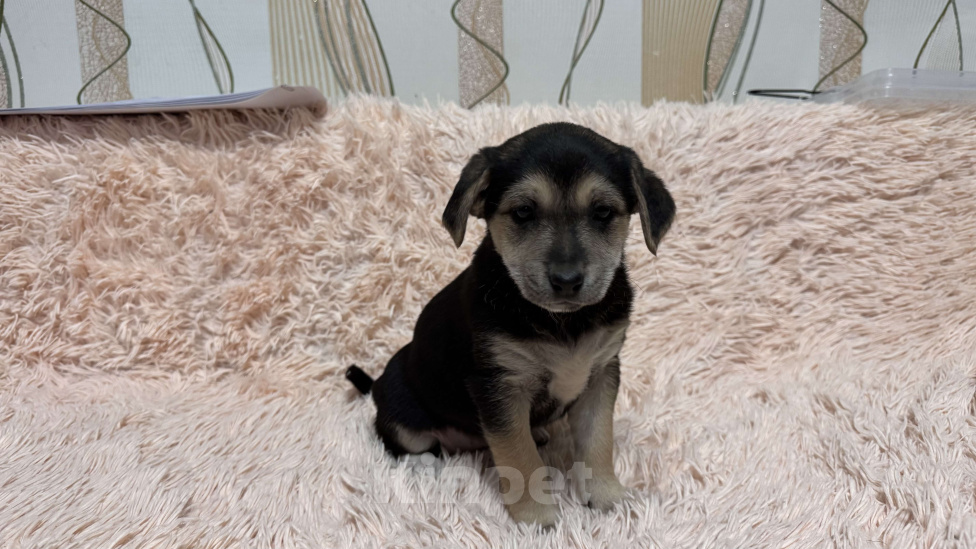 Собаки в Симферополе: Малышка ищет свою семью Девочка, 100 руб. - фото 5