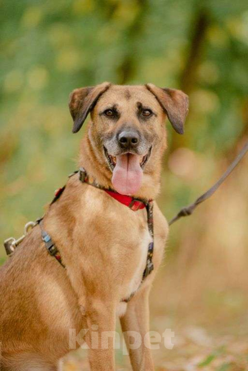 Собаки в Москве: Алана Девочка, Бесплатно - фото 2