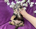 Собаки в Москве: Йорк с голубыми глазами крупный мальчик мерле Мальчик, 60 000 руб. - фото 9