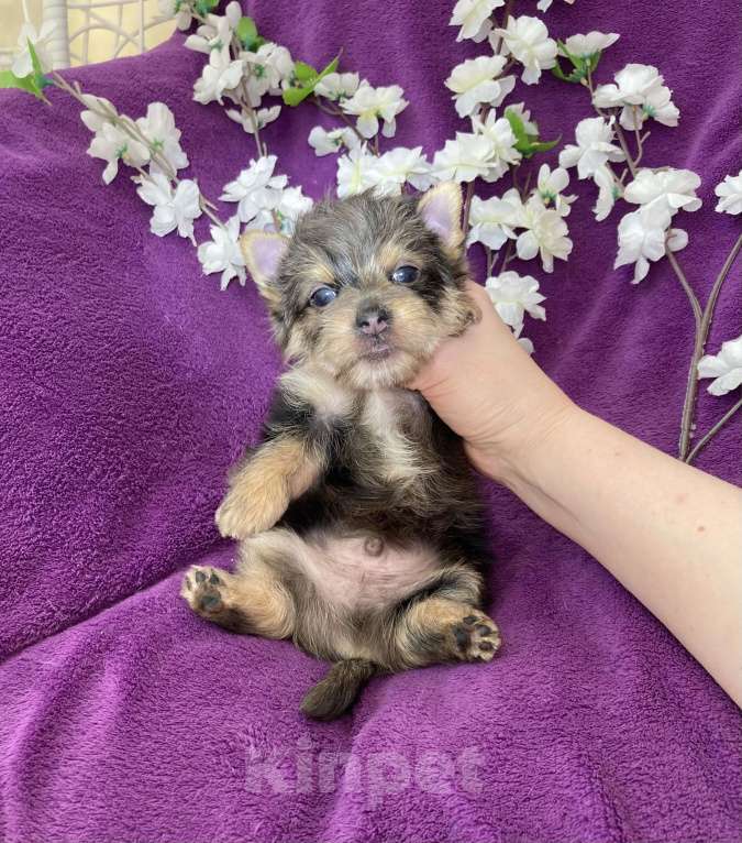 Собаки в Москве: Йорк с голубыми глазами крупный мальчик мерле Мальчик, 60 000 руб. - фото 9