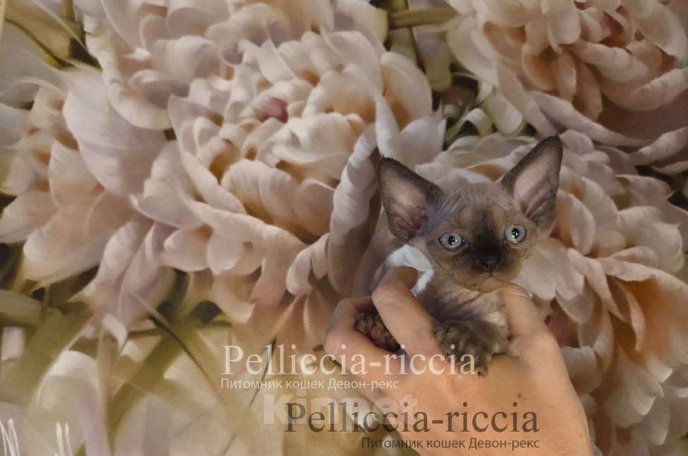 Кошки в Москве: девон-рекс котенок Мальчик, 120 000 руб. - фото 1