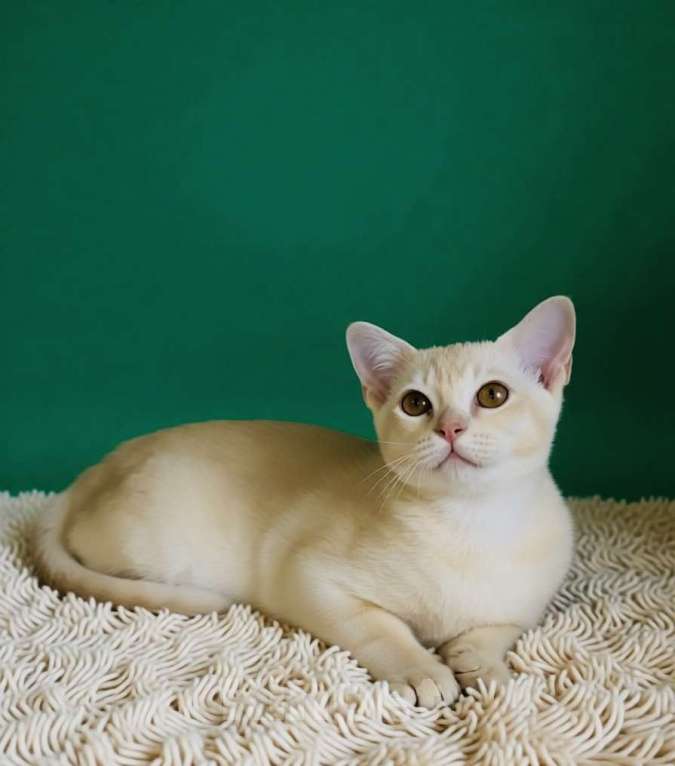 Кошки в Электростали: Бурма Мальчик, 75 000 руб. - фото 1