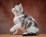 Кошки в Барнауле: Котик-страйт Василь💚 Мальчик, Бесплатно - фото 6