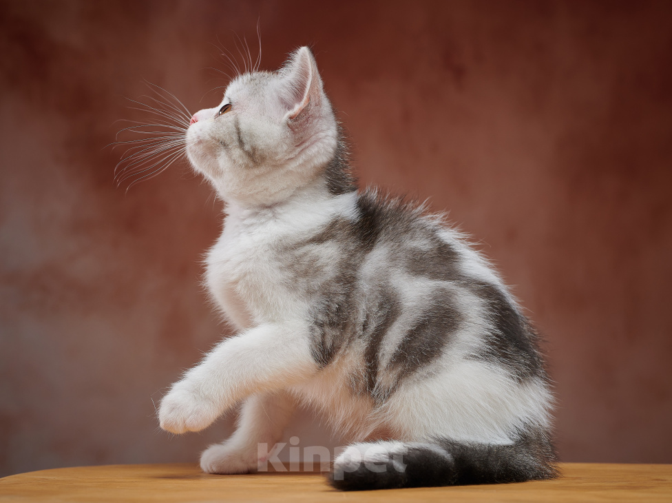 Кошки в Барнауле: Котик-страйт Василь💚 Мальчик, Бесплатно - фото 6