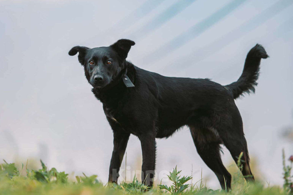 Собаки в Москве: Золя Девочка, Бесплатно - фото 1