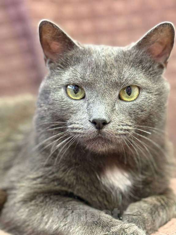 Кошки в Москве: Котенок Чепуха в самые добрые руки Мальчик, Бесплатно - фото 1