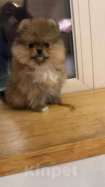 Собаки в Москве: микро щенок шпиц Мальчик, 85 555 руб. - фото 5