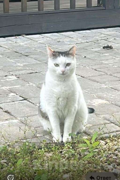 Кошки в Москве: Пропала кошка!!! Девочка, 5 000 руб. - фото 3