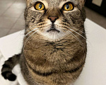 Кошки в Химках: Потрясающая кошка-картошка Сима! Девочка, 10 руб. - фото 3