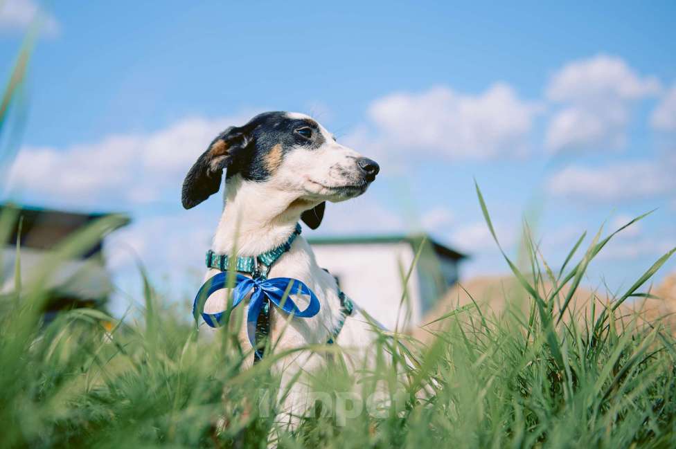 Собаки в Москве: Тимьян Мальчик, Бесплатно - фото 2