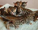Кошки в Симферополе: Бенгальские котята, 40 000 руб. - фото 2
