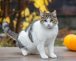 Кошки в Кувшиново: Чудесная Муся в заботливую семью, Бесплатно - фото 8