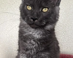Кошки в Петергофе: Очень славный мальчик Мальчик, 30 000 руб. - фото 2
