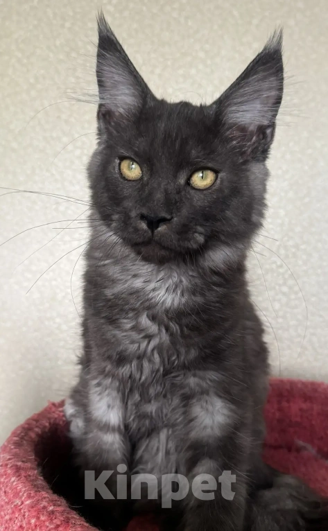 Кошки в Петергофе: Очень славный мальчик Мальчик, 30 000 руб. - фото 2