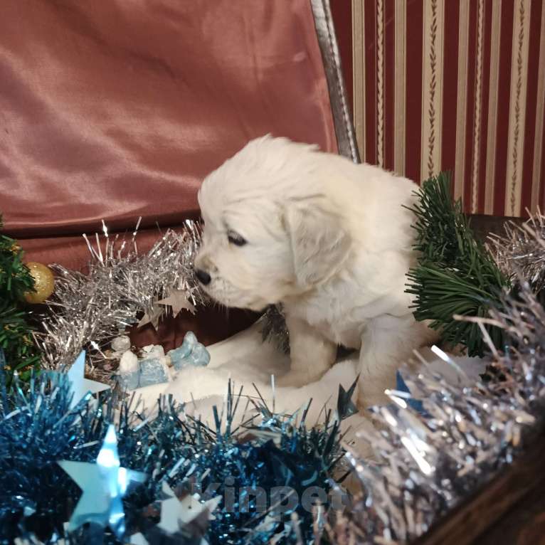 Собаки в Екатеринбурге: Щенки золотистого ретривера Мальчик, Бесплатно - фото 1