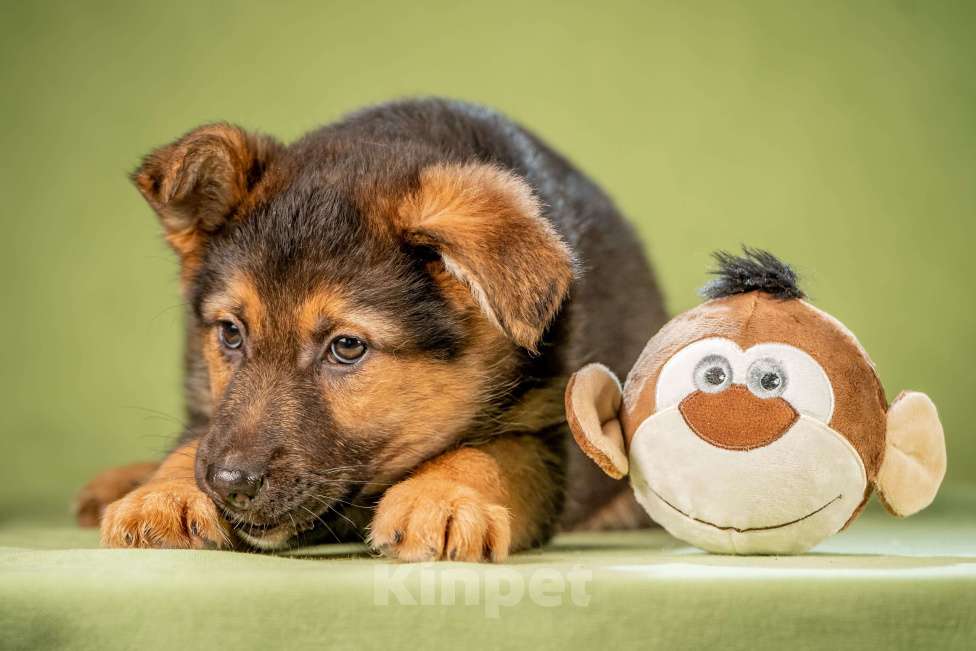 Собаки в Клине: Фундук - славный щенок Мальчик, Бесплатно - фото 5