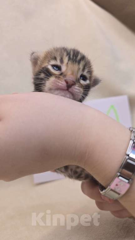 Кошки в Ростове-на-Дону: Бенгальский леопард Мальчик, 60 000 руб. - фото 4